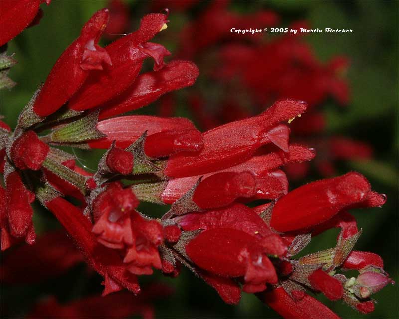 Salvia elegans, Pineapple Sage