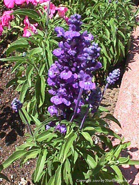 Salvia farinacea