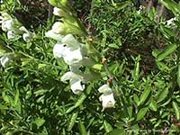 Salvia greggii alba, White Autumn Sage
