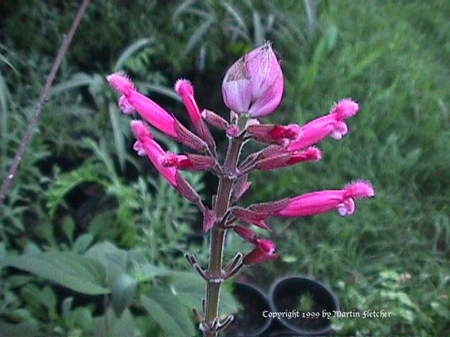 Salvia involucrata