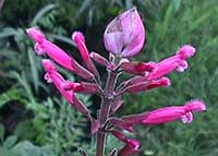 Salvia involucrata, Rose Leaf Sage, Rose Bud Sage