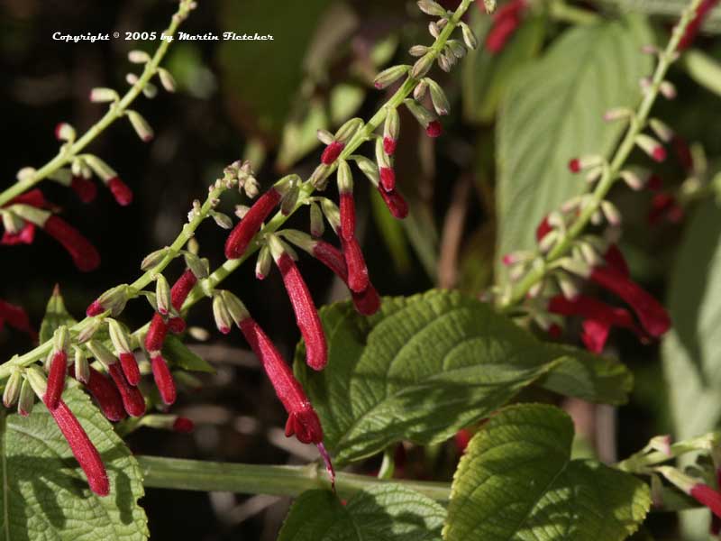 Salvia Iodantha