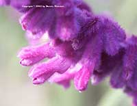 Salvia leucantha Midnight, Purple Mexican Sage
