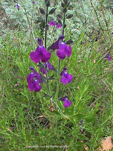 Salvia muelleri