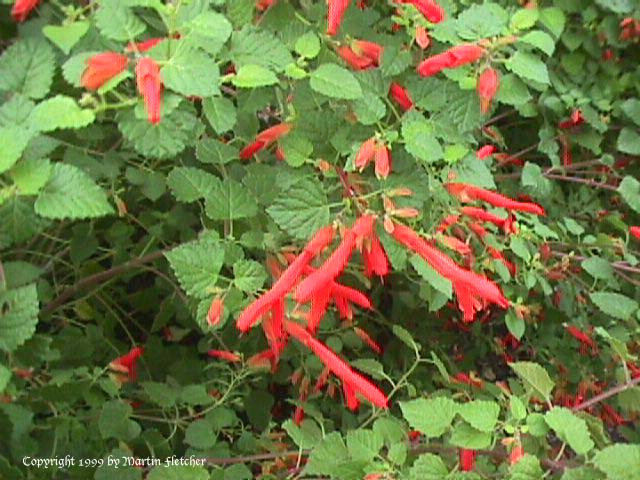 Salvia regla, Mountain Sage