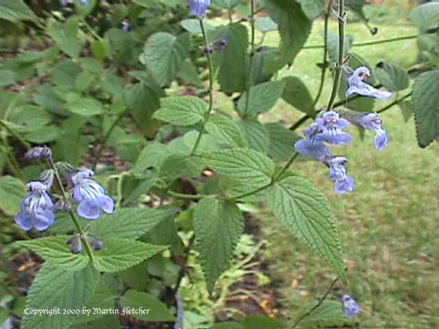 Salvia riparia, Creeping Sage