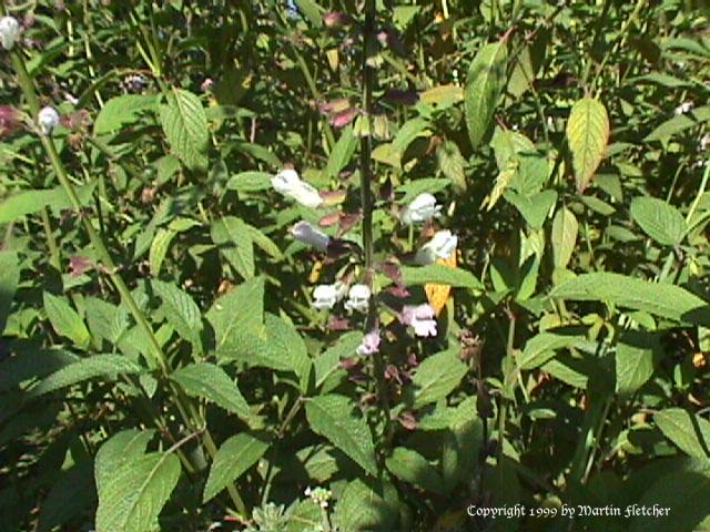 Salvia Waverly, Waverly Sage