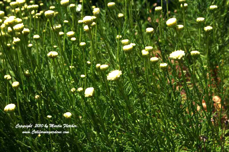 Santolina virens, Green Lavender Cotton, Green Santolina