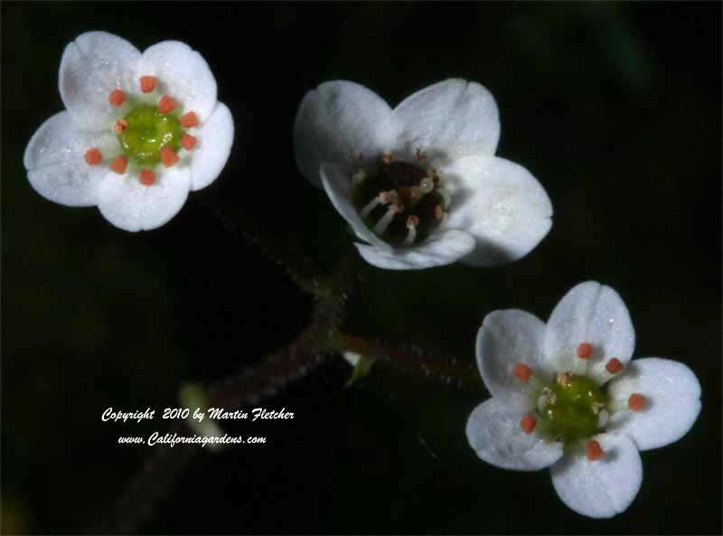 Saxafraga californica, California Saxifrage