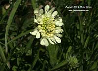 Scabiosa ochroleuca, Yellow Pincushion Flower