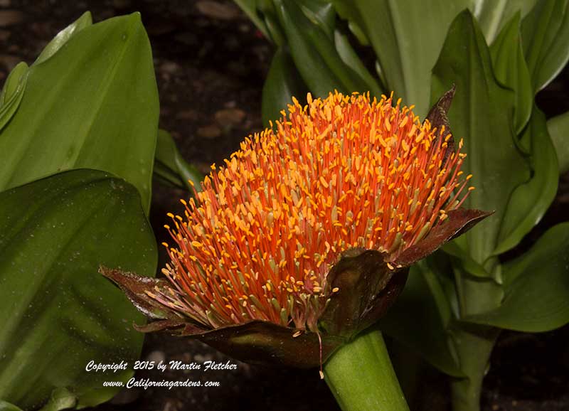 Scadoxus, Blood Lily