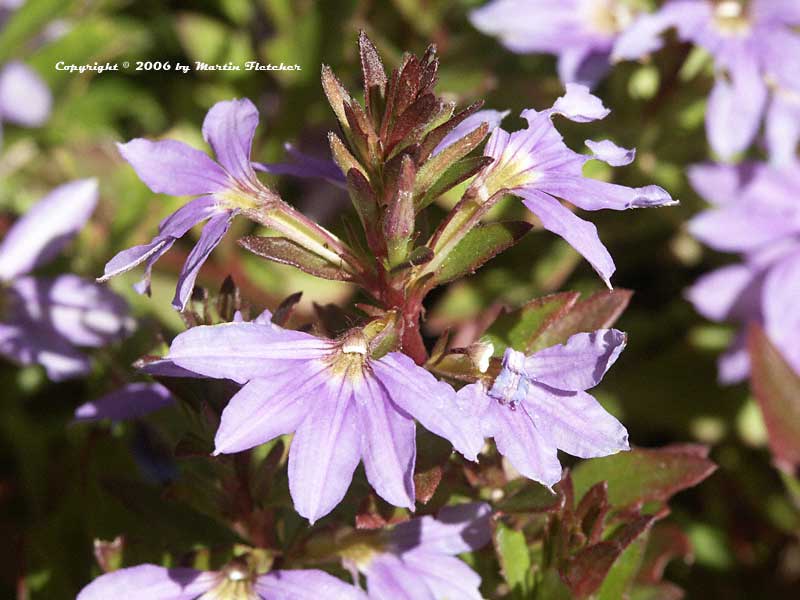 Scaevola Blue Wonder, Fairy Fan Flower