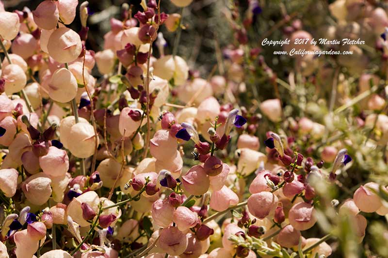 Scutellaria mexicana, Paperbag Bush, Mexican Bladdersage