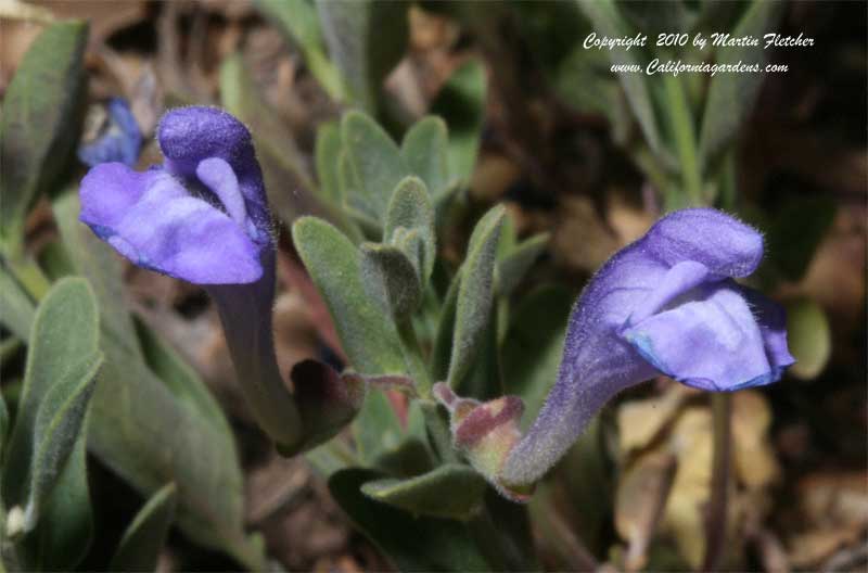 Scutellaria siphocampyloides, Greyleaf Skullcap