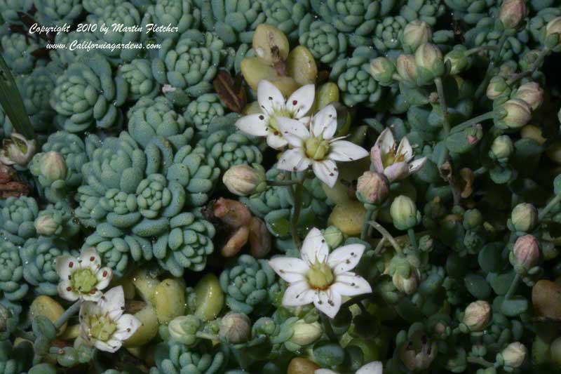 Sedum dasyphyllum, Corsican Stonecrop or Blue Tears Sedum