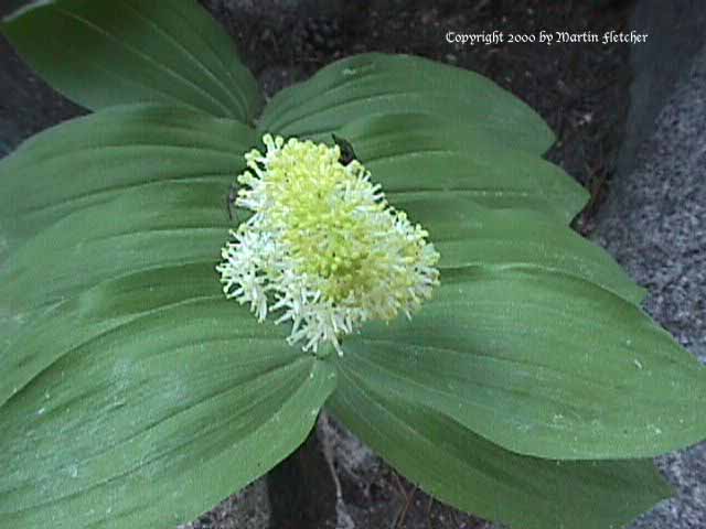 Smilacina racemosa