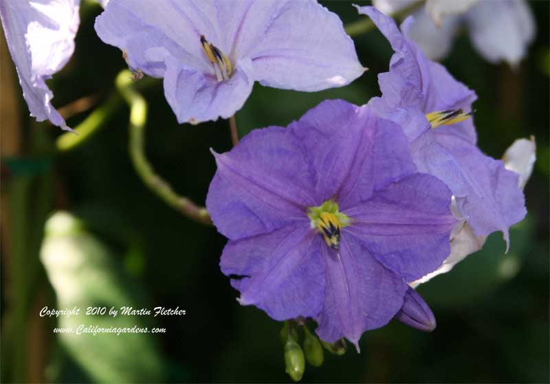 Solanum wendlandii, Giant Potato Creeper, Divorce Vine