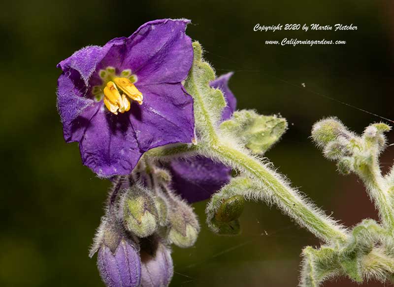 Solanum xanti Mountain Pride, Mountain Pride Purple Nightshade