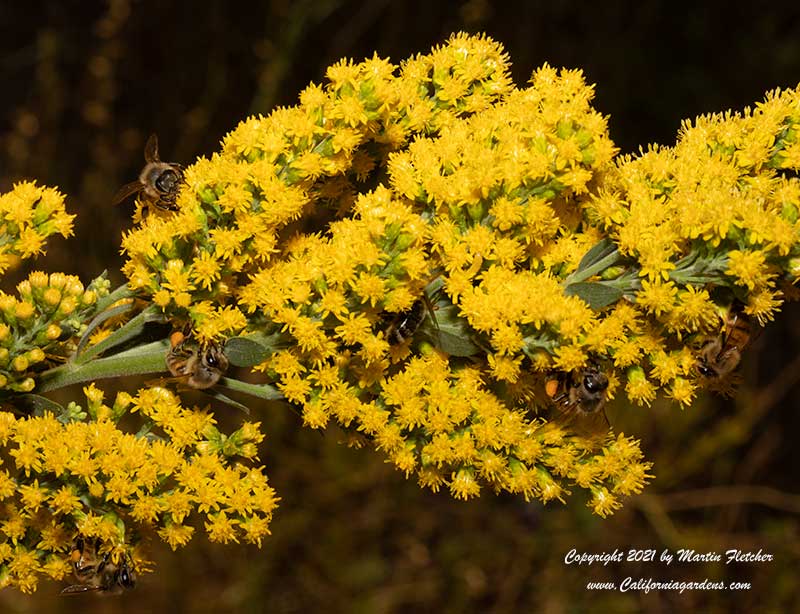 Solidago californica, California Goldenrod, Honeybees