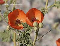 Sphaeralcea ambigua, Desert Globemallow, Apricot Mallow