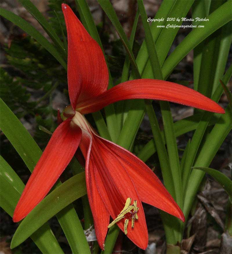 Sprekelia formosissima, Aztec Lily