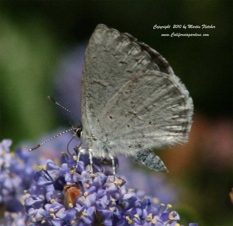 Spring Azure, Celastrina ladon