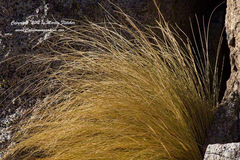 Stipa speciosa, Desert Needle Grass
