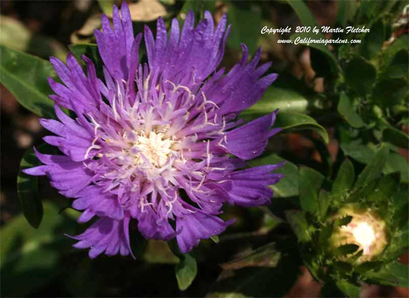 Stokesia Purple Parasols, Stokes Aster