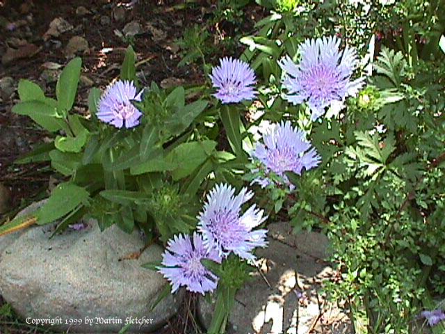 Stokesia Blue Danube