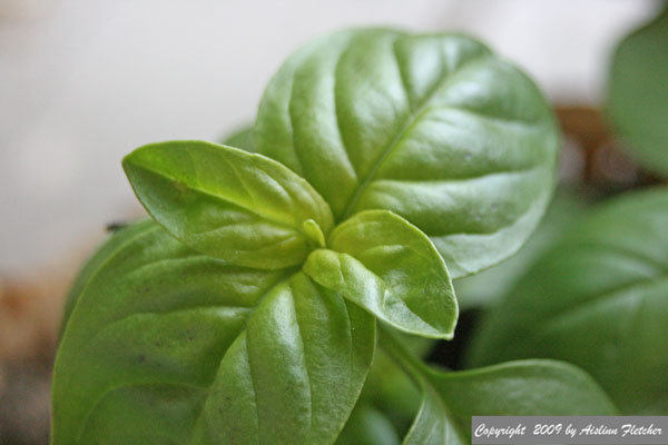 Sweet Basil Ice Cream