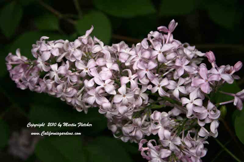 Syringa California Rose, Lilac