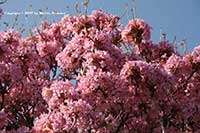 Tabebuia impetiginosa, Pink Trumpet Tree