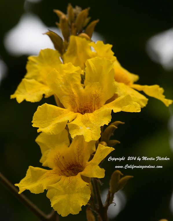 Tabebuia chrysotricha, Golden Trumpet Tree