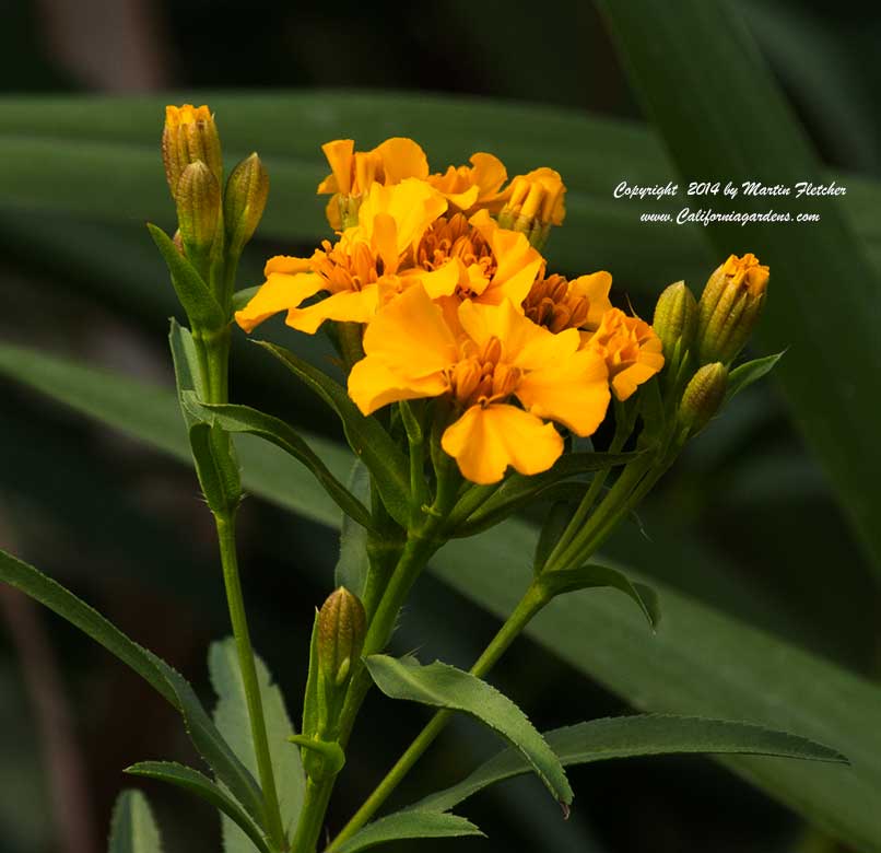 Tagetes lucida, Mexican Tarragon