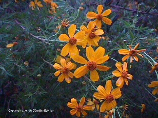 marigold bush