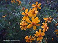 Tagetes lemmonii, Bush Marigold