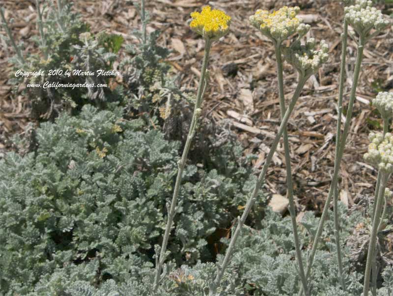 Silver and Gray Garden, Tanacetum haradjanii