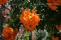 Tecoma smithii, Orange Bells