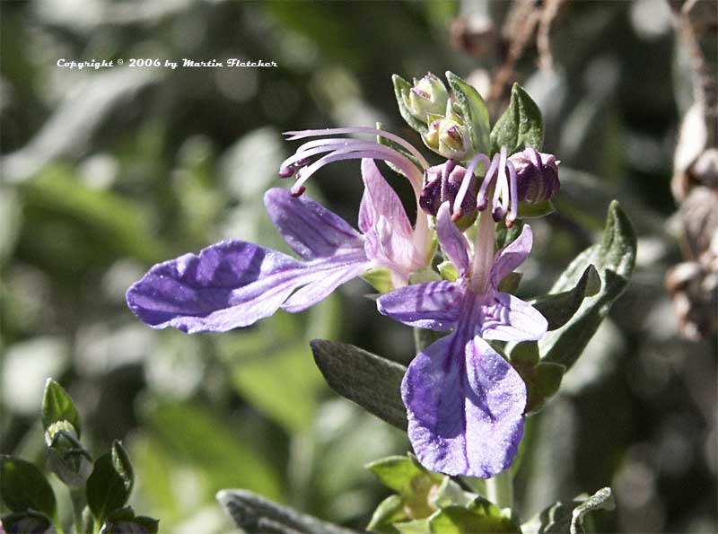 Teucrium fruticans azureum, Bush Germander