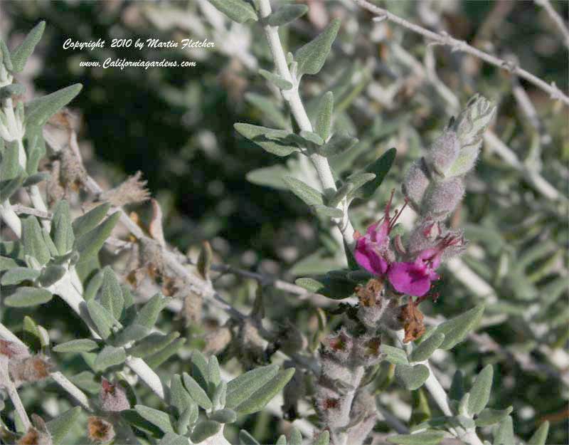 Teucrium marum, Cat Thyme