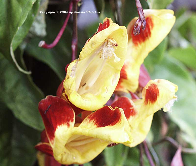 Thunbergia mysorensis, Brick and Butter Vine