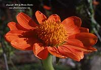 Tithonia rotundifolia, Mexican Sunflower