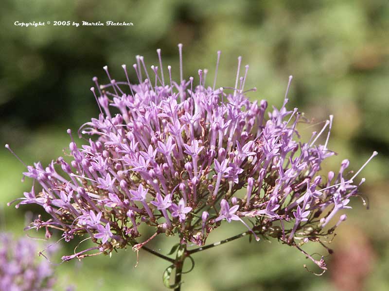 Trachelium caeruleum, Throatwort