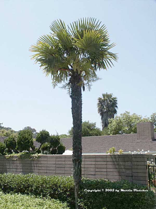 Trachycarpus fortunei, Chinese Windmill Palm