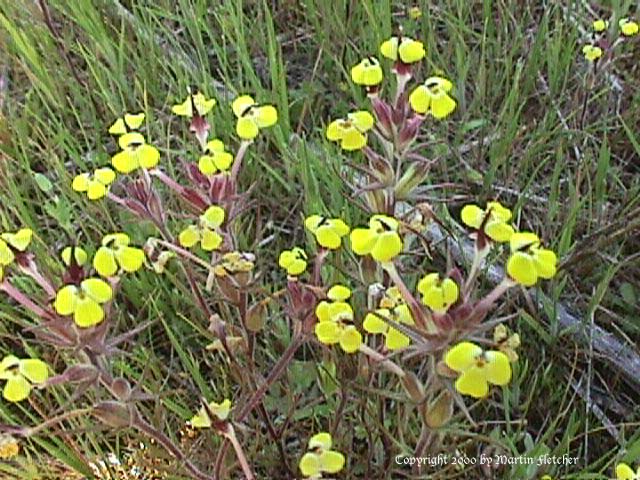 Triphysaria eriantha, Yellow Owls Clover