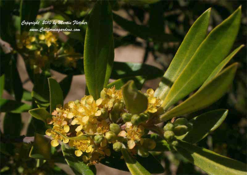 Tristaniopsis laurina, Water Gum