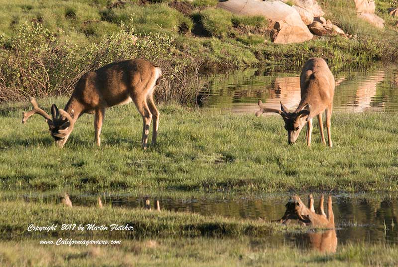 Deer Resistant Plants