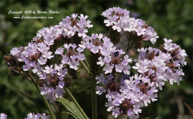 Verbena rigida, Sandpaper Verbena