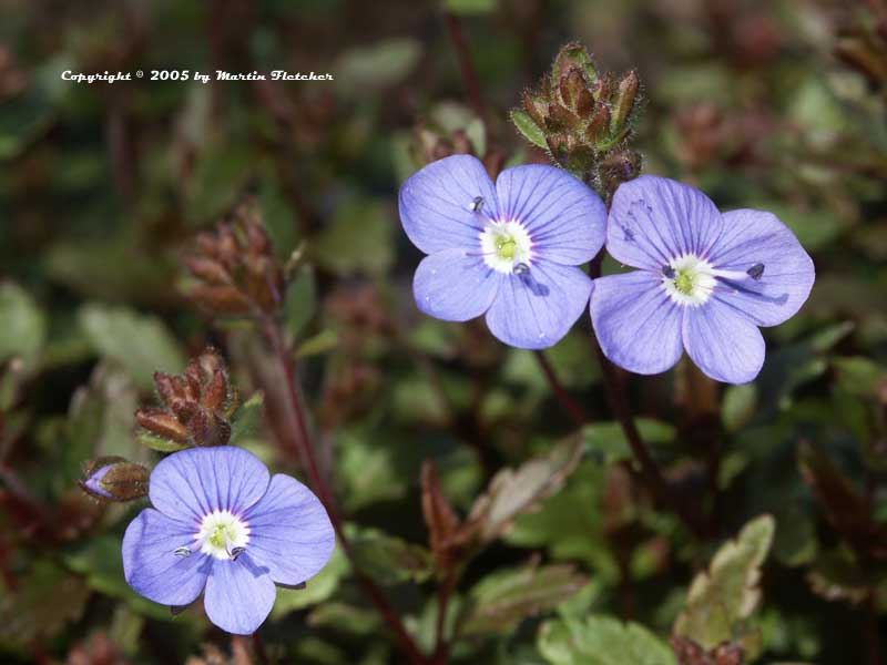 Veronica peduncularis Georgia Blue, Speedwell