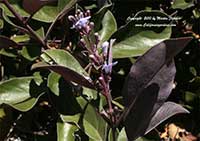 Vitex trifolia purpurea, Arabian Lilac
